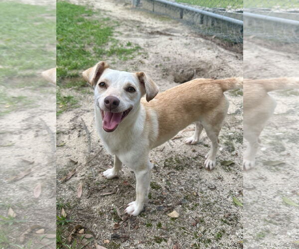 Medium Photo #2 Mutt Puppy For Sale in Eastman, GA, USA
