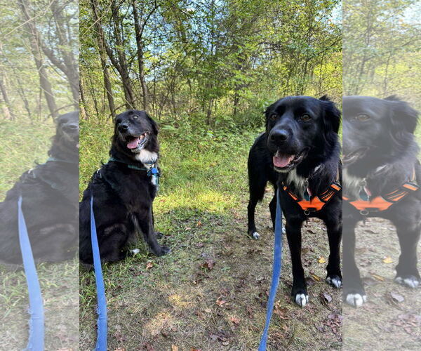 Medium Photo #12 Mutt Puppy For Sale in Westwood, NJ, USA