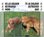 Small #8 Golden Retriever