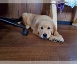 Small Photo #9 Golden Retriever Puppy For Sale in PEYTON, CO, USA