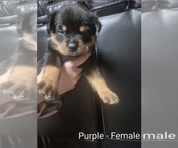 Medium Photo #8 Rottweiler Puppy For Sale in TAUNTON, MA, USA