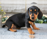 Small Photo #2 Dachshund Puppy For Sale in NAPPANEE, IN, USA