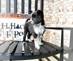 Small #2 Australian Cattle Dog-Border Collie Mix