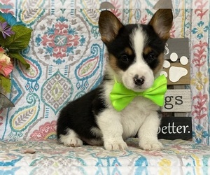 Pembroke Welsh Corgi Puppy for sale in LANCASTER, PA, USA