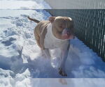 Small American Bulldog