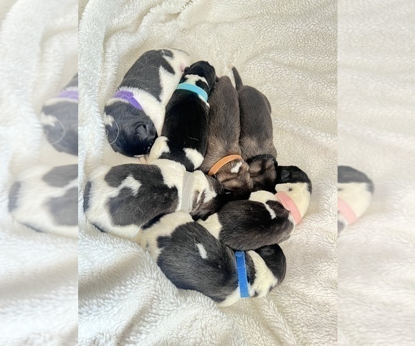 Medium Photo #18 Akita Puppy For Sale in TEHACHAPI, CA, USA
