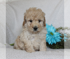 Goldendoodle-Poodle (Miniature) Mix Puppy for sale in GAP, PA, USA