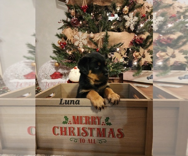 Full screen Photo #3 Rottweiler Puppy For Sale in COTTLEVILLE, MO, USA