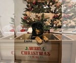 Small Photo #3 Rottweiler Puppy For Sale in COTTLEVILLE, MO, USA