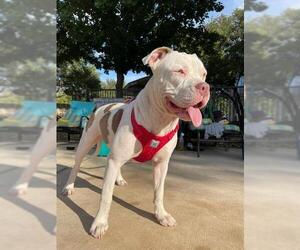 American Staffordshire Terrier-Unknown Mix Dogs for adoption in San Antonio, TX, USA