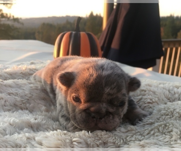 Medium Photo #18 French Bulldog Puppy For Sale in PLACERVILLE, CA, USA