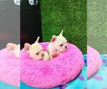 Small Photo #15 French Bulldog Puppy For Sale in SAN BERNARDINO, CA, USA