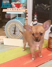 Chihuahua Puppy for sale in LONDON, KY, USA