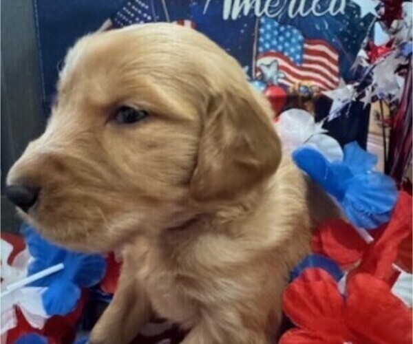 Medium Photo #11 Golden Retriever Puppy For Sale in AUMSVILLE, OR, USA
