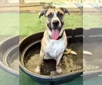 Small #9 American Staffordshire Terrier-Huskies  Mix