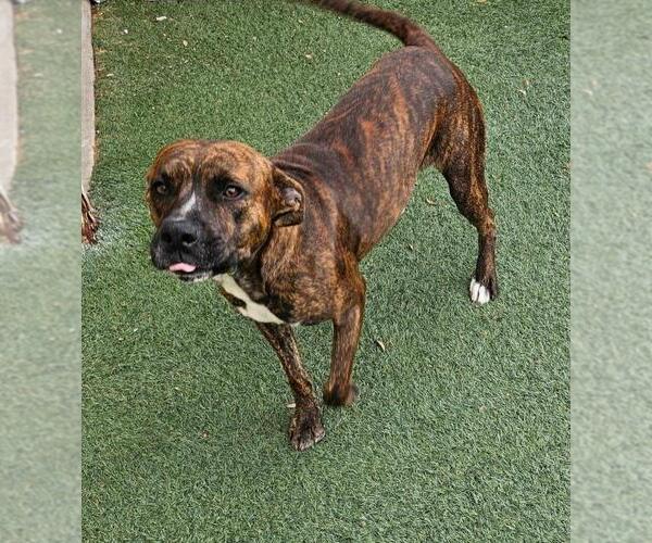 Medium Photo #12 Plott Hound-Unknown Mix Puppy For Sale in Rockwall, TX, USA