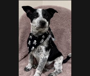 Australian Cattle Dog Puppy for sale in MIRA LOMA, CA, USA