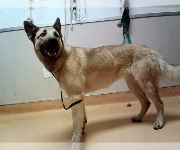 Medium Photo #1 German Shepherd Dog Puppy For Sale in Martinez, CA, USA