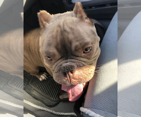 Medium Photo #4 Bulldog Puppy For Sale in Dumont, NJ, USA