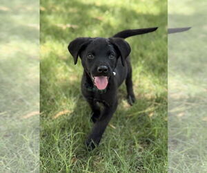 Labrador Retriever-Unknown Mix Dogs for adoption in Phoenix, AZ, USA