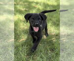 Small Labrador Retriever Mix