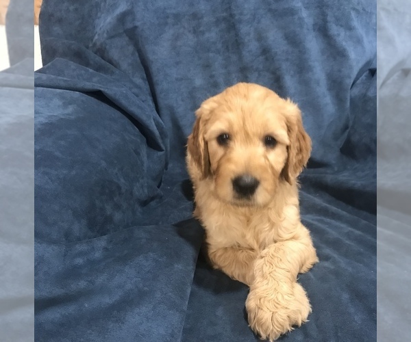 Medium Photo #2 Goldendoodle Puppy For Sale in SCOTTSDALE, AZ, USA