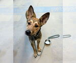 Small #3 Carolina Dog Mix