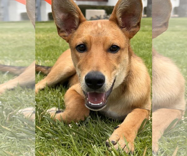 Medium Photo #1 Basenji-Carolina Dog Mix Puppy For Sale in Lake Elsinore, CA, USA