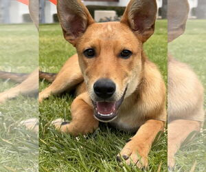 Basenji-Carolina Dog Mix Dogs for adoption in Lake Elsinore, CA, USA