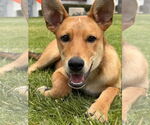 Small Basenji-Carolina Dog Mix