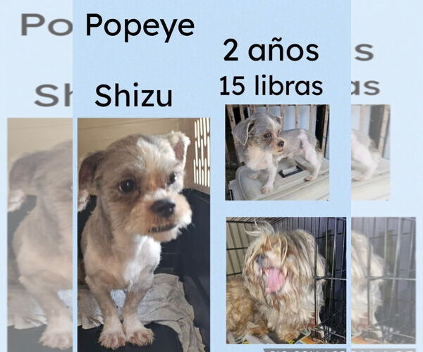 Medium Photo #4 Shih Tzu-Unknown Mix Puppy For Sale in Virginia Beach, VA, USA