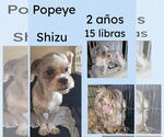 Small #3 Shih Tzu Mix