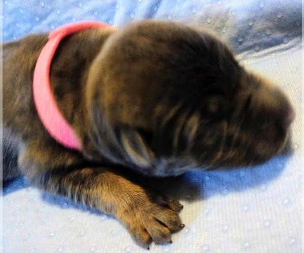 Medium Photo #2 German Shepherd Dog Puppy For Sale in SAINT LOUIS, MO, USA