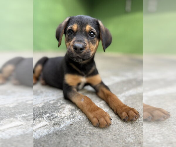 Medium Photo #1 Labrador Retriever-Unknown Mix Puppy For Sale in Elmsford, NY, USA
