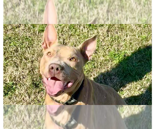 Medium Photo #5 Mutt Puppy For Sale in Abbeville, LA, USA