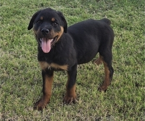 Rottweiler Puppy for sale in JURUPA VALLEY, CA, USA