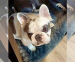 Small #6 French Bulldog