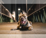 Small Photo #4 Cane Corso Puppy For Sale in MANHATTAN, NY, USA