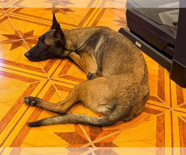 Medium Photo #3 Mutt Puppy For Sale in Imlay City, MI, USA