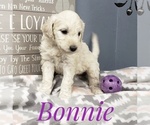 Small Photo #6 Goldendoodle Puppy For Sale in CEDAR GAP, MO, USA