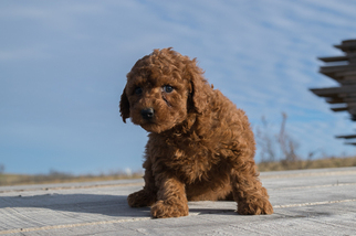 Poodle (Miniature) Puppy for sale in KENT, OH, USA