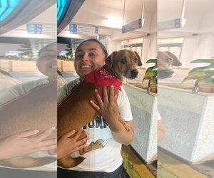 Chiweenie Dogs for adoption in Jenkintown, PA, USA