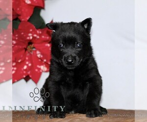 Belgian Malinois Puppy for sale in STRASBURG, PA, USA