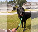 Small #1 Great Dane-Labrador Retriever Mix