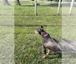 Small Doberman Pinscher