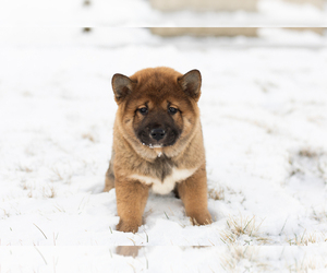 Shiba Inu Puppy for sale in MILLERSBURG, IN, USA