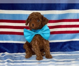 Poodle (Toy) Puppy for sale in LANCASTER, PA, USA