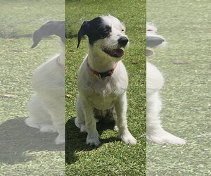 Border Terrier-Parson Russell Terrier Mix Dogs for adoption in Mooresville, NC, USA