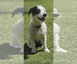 Small Border Terrier-Parson Russell Terrier Mix