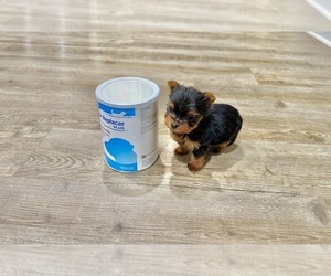 Yorkshire Terrier Puppy for sale in BROOKLAND, AR, USA